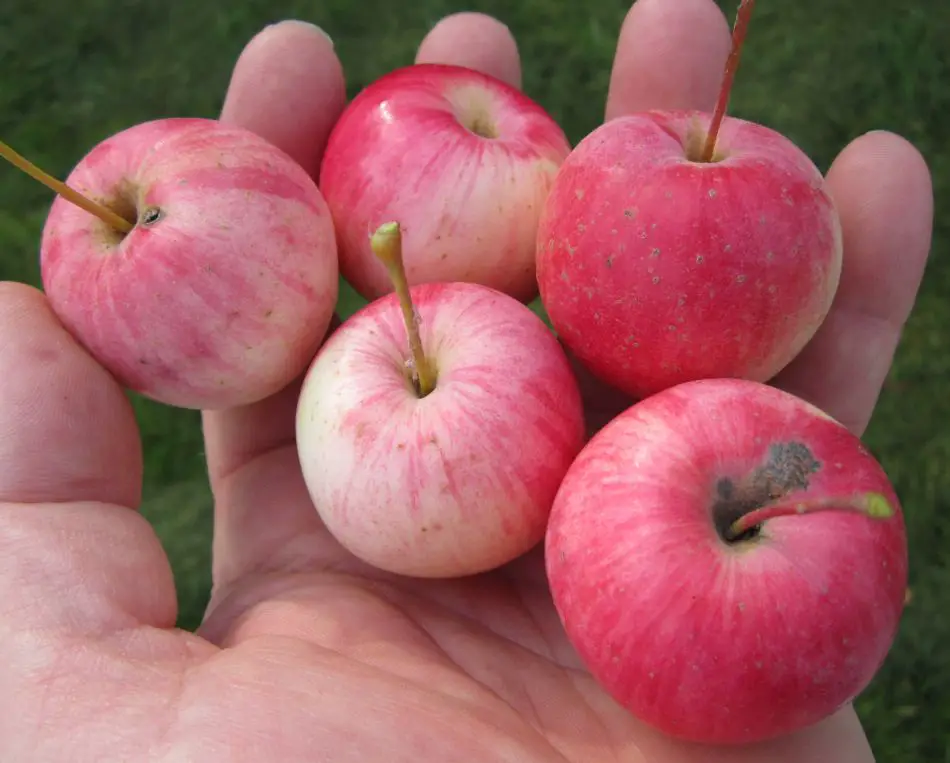 wild apples in hand